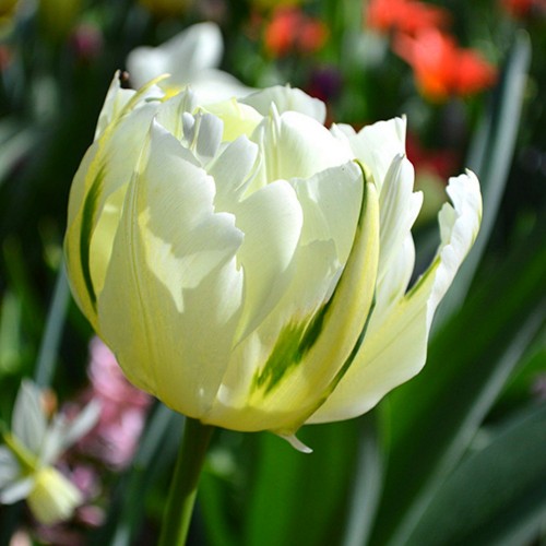 Tulipa 'White Valley' - Tulp 'White Valley' 